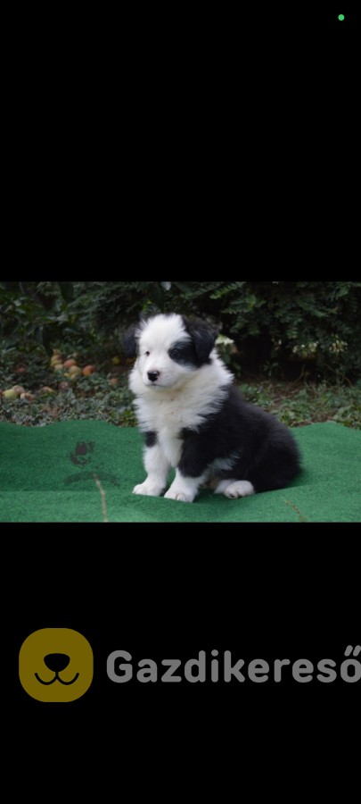 border collie kiskutyák tenyésztétől border collie kiskutyák tenyésztétől