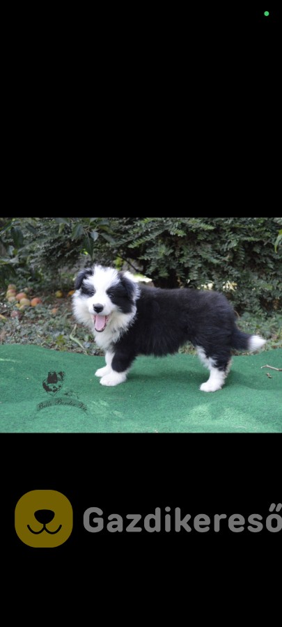 border collie kiskutyák tenyésztétől border collie kiskutyák tenyésztétől