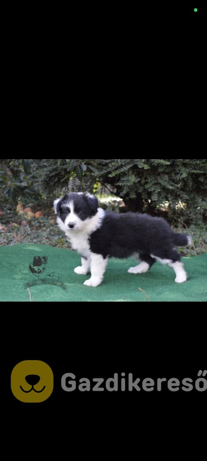 border collie kiskutyák tenyésztétől border collie kiskutyák tenyésztétől