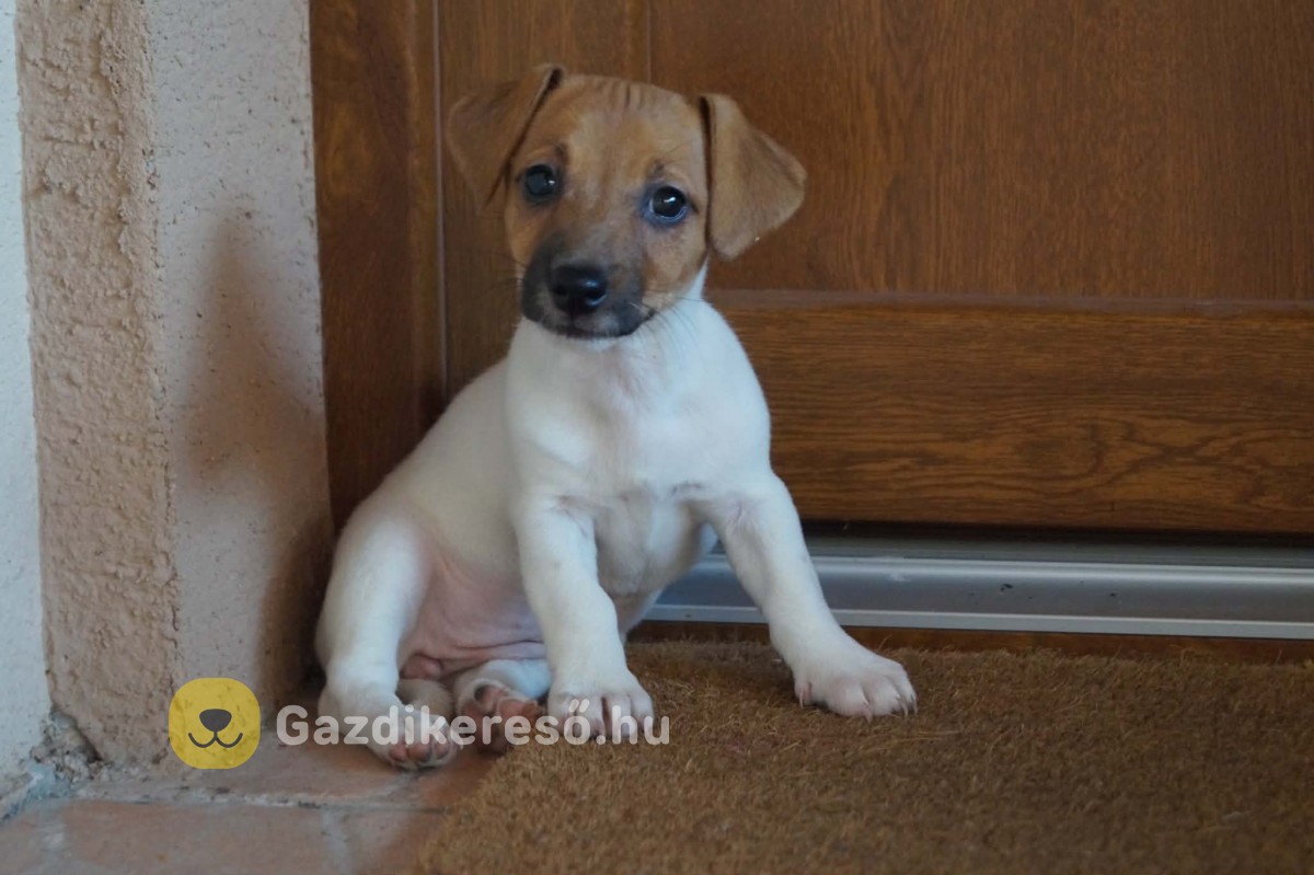 Jack Russell terrier kölykök 