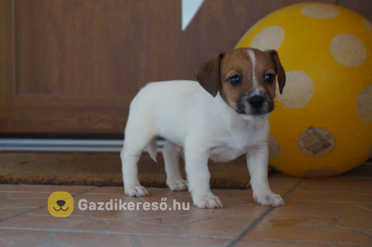 Jack Russell terrier kölykök 