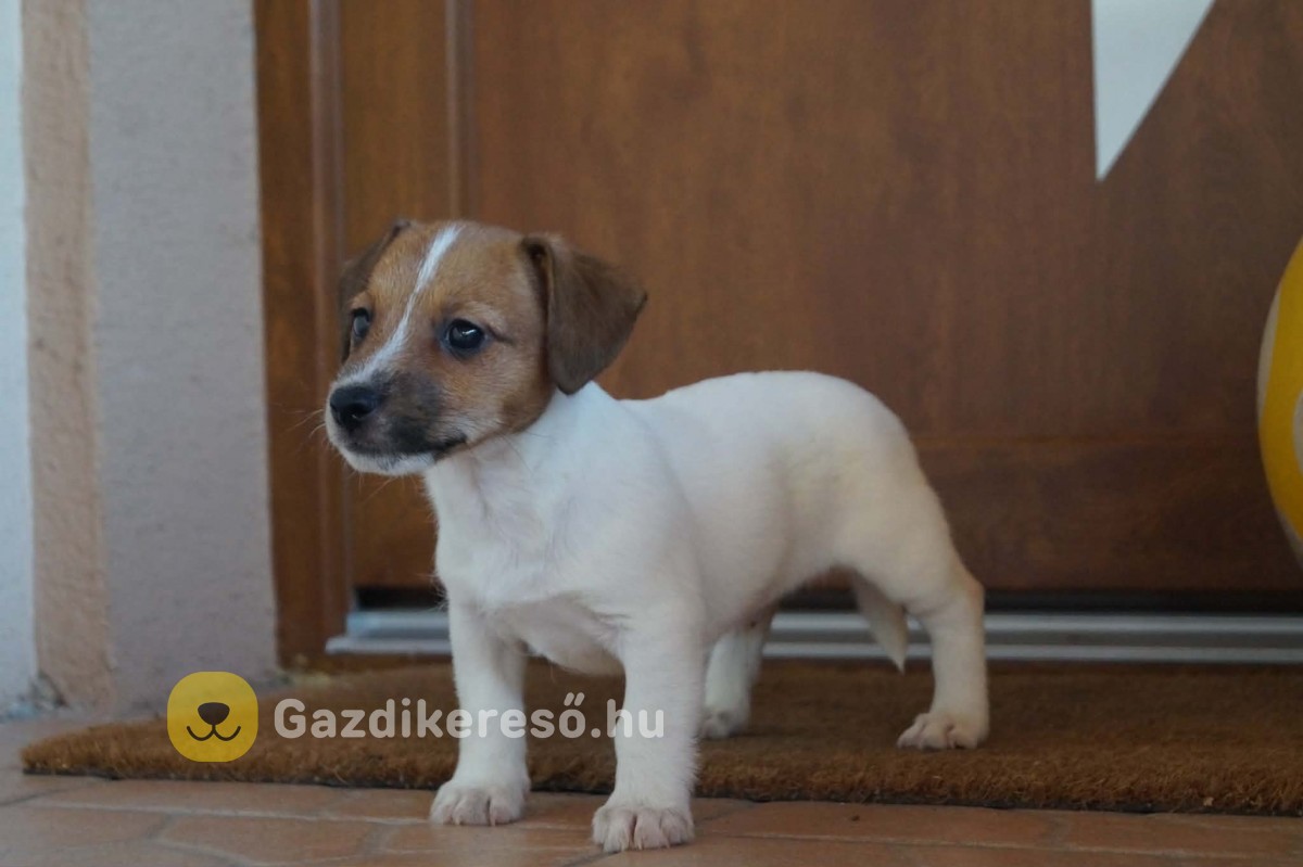Jack Russell terrier kölykök 