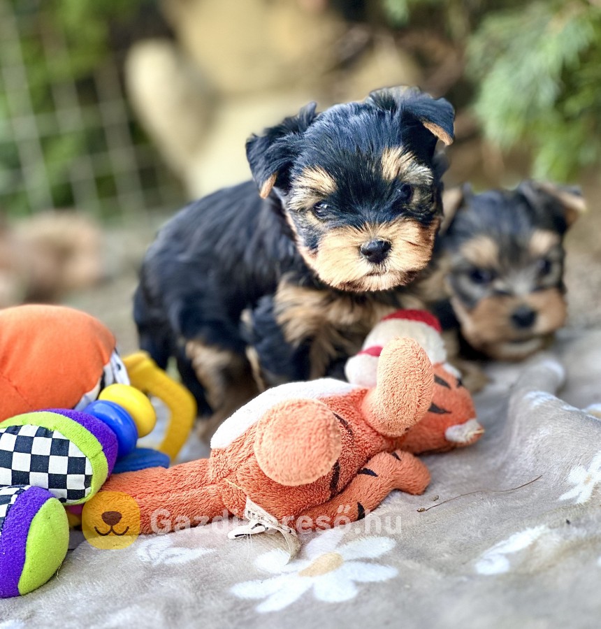 Évadombi kennel