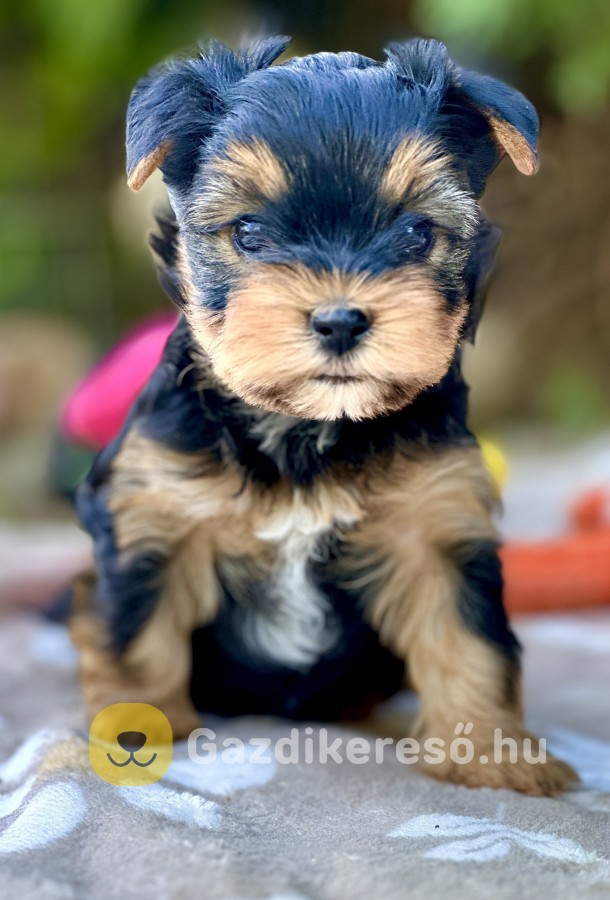 Évadombi kennel