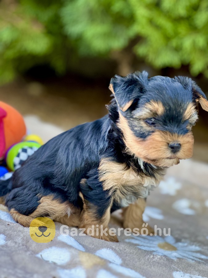 Évadombi kennel