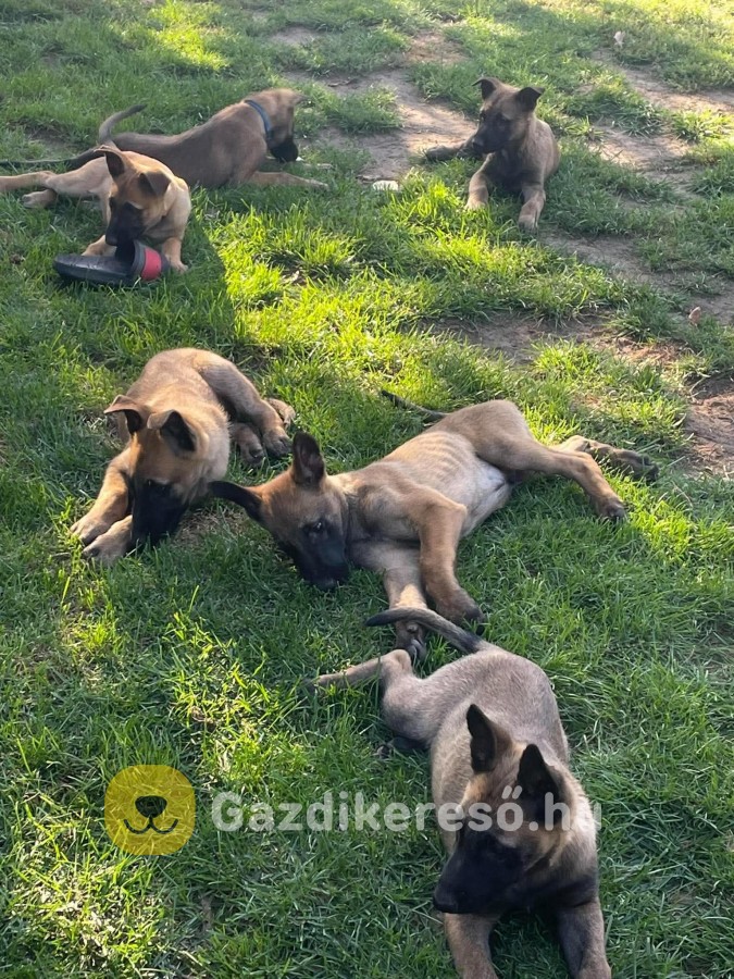 Malinois