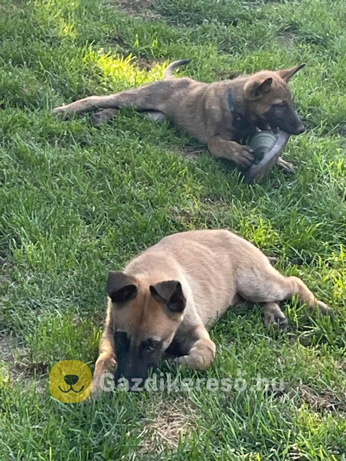 Malinois