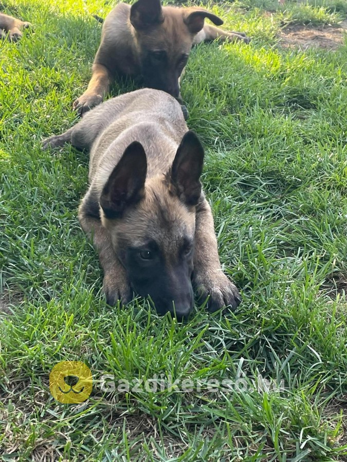 Malinois