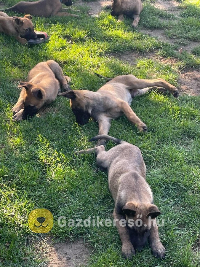 Malinois