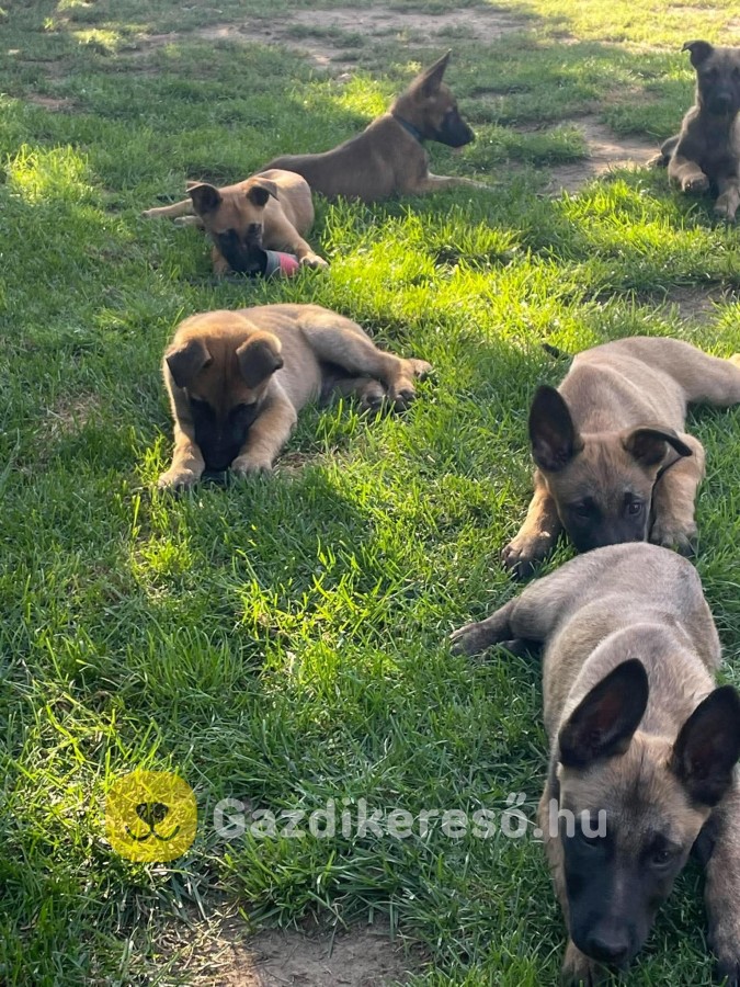 Malinois