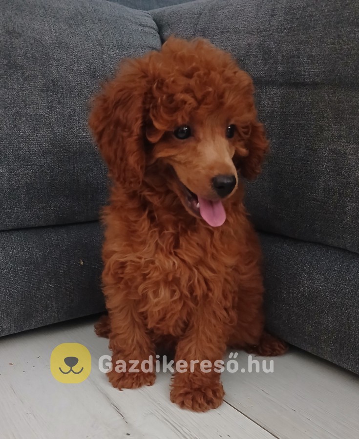 Törpe uszkár kiskutyák törzskönyvvel Törpe uszkár kiskutyák törzskönyvvel
