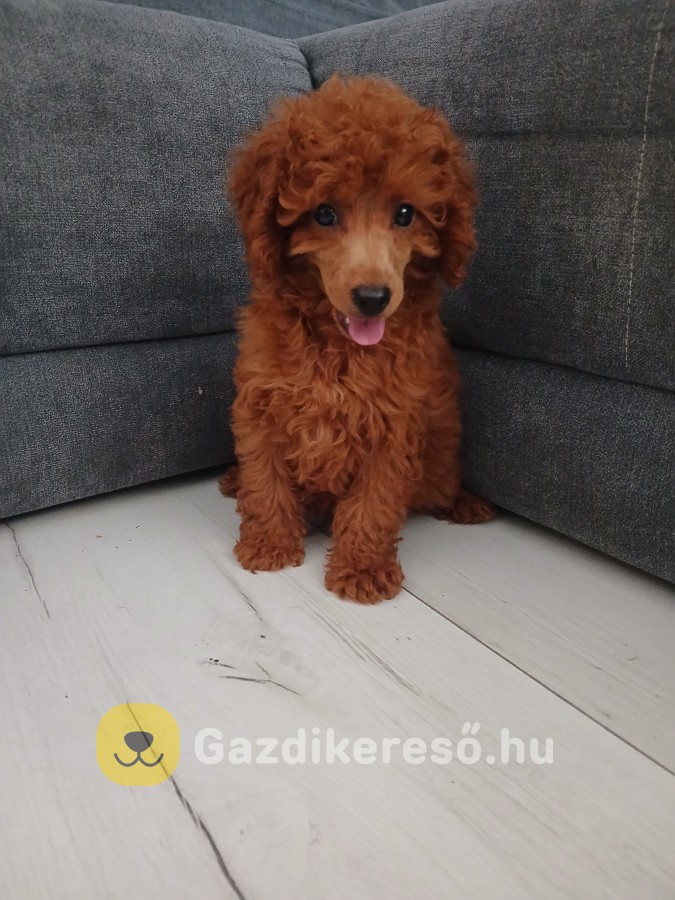 Törpe uszkár kiskutyák törzskönyvvel Törpe uszkár kiskutyák törzskönyvvel