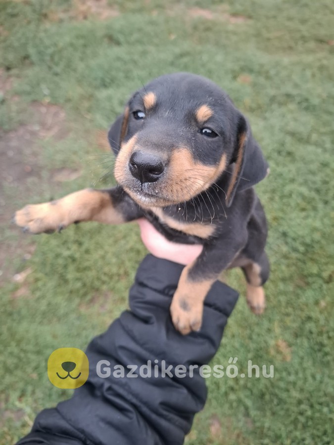 Törpe tacskó Törpe tacskó