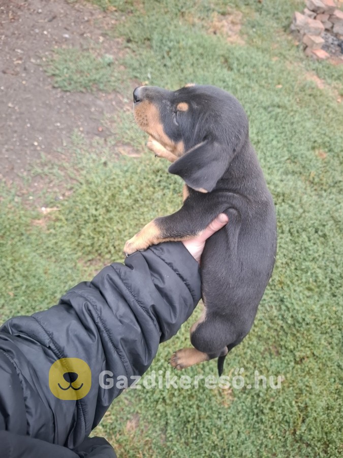 Törpe tacskó Törpe tacskó