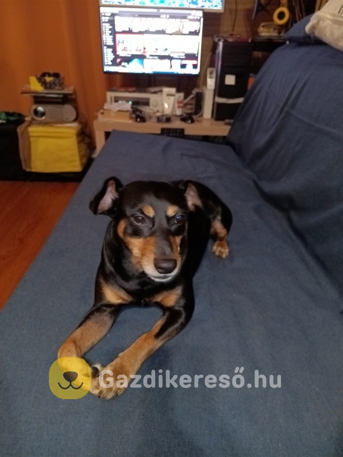 Lulu gazdit keres Lulu gazdit keres