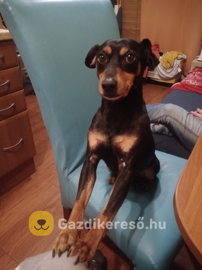 Lulu gazdit keres Lulu gazdit keres