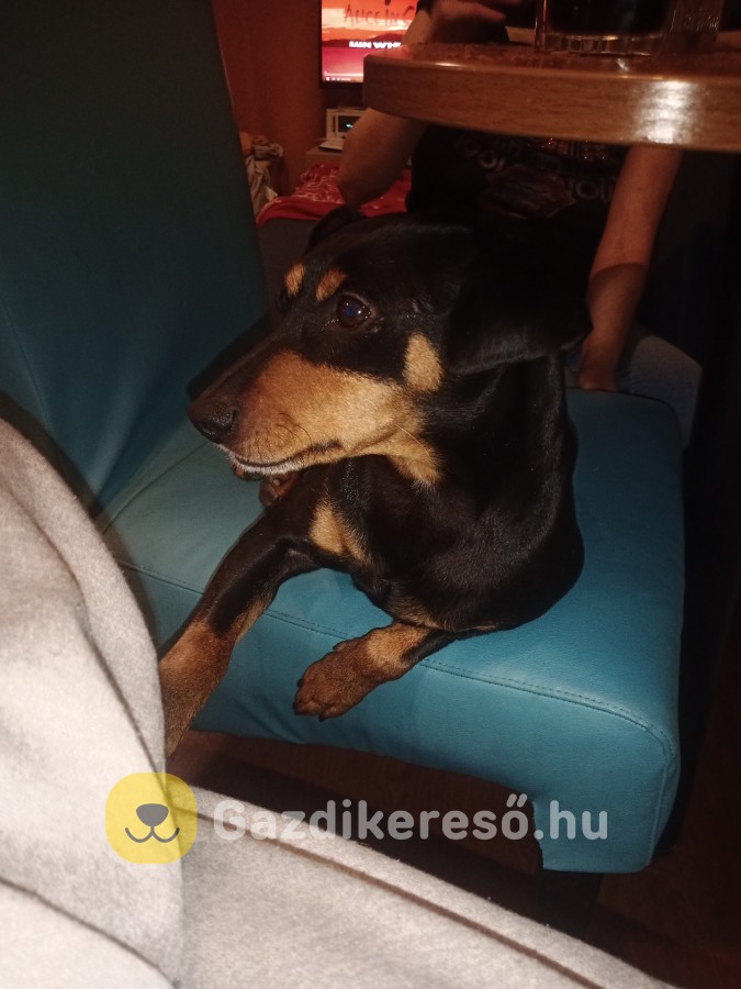 Lulu gazdit keres Lulu gazdit keres