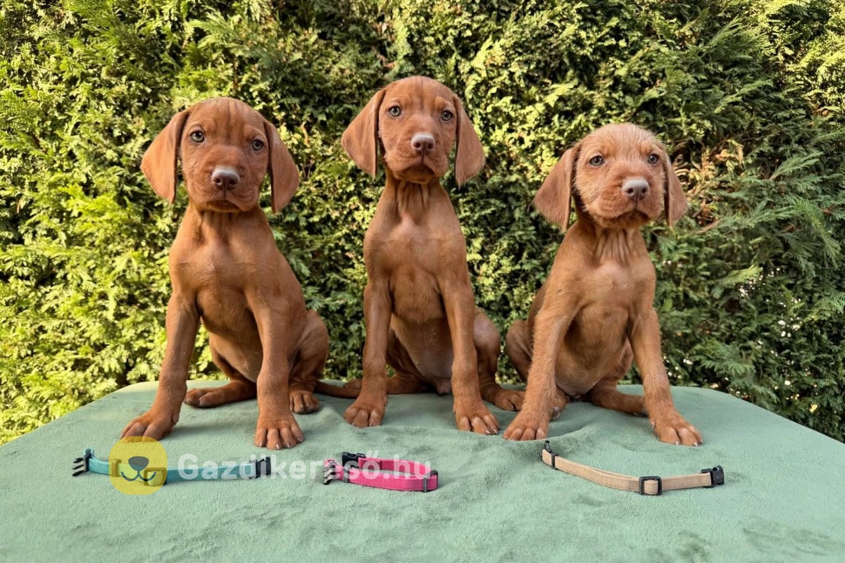 Magyar drótszőrű vizsla kölyökkutyák eladók