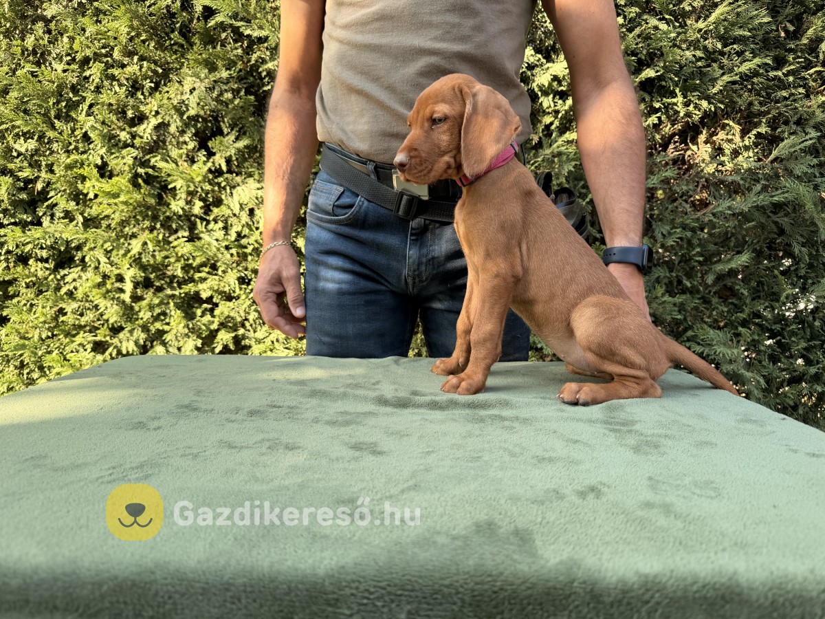 Magyar drótszőrű vizsla kölyökkutyák eladók