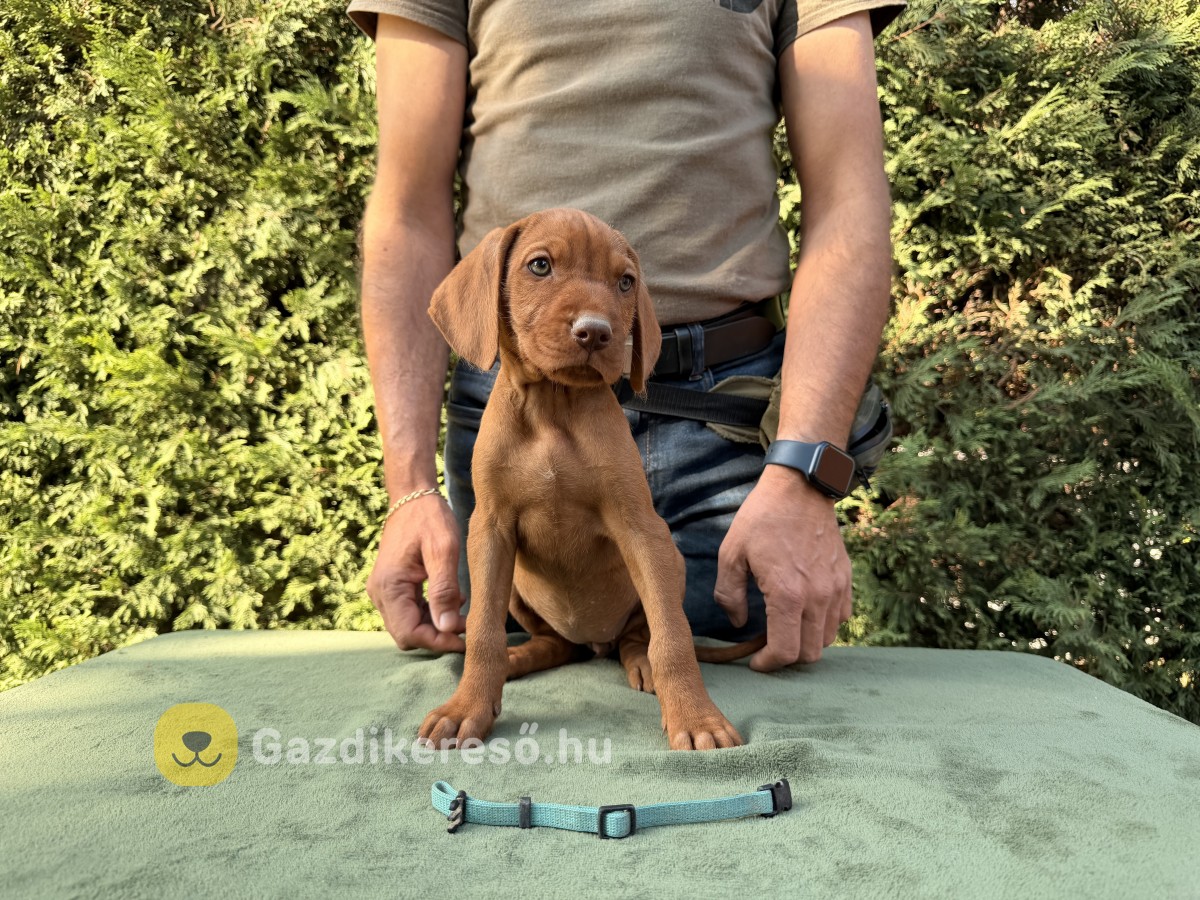Magyar drótszőrű vizsla kölyökkutyák eladók