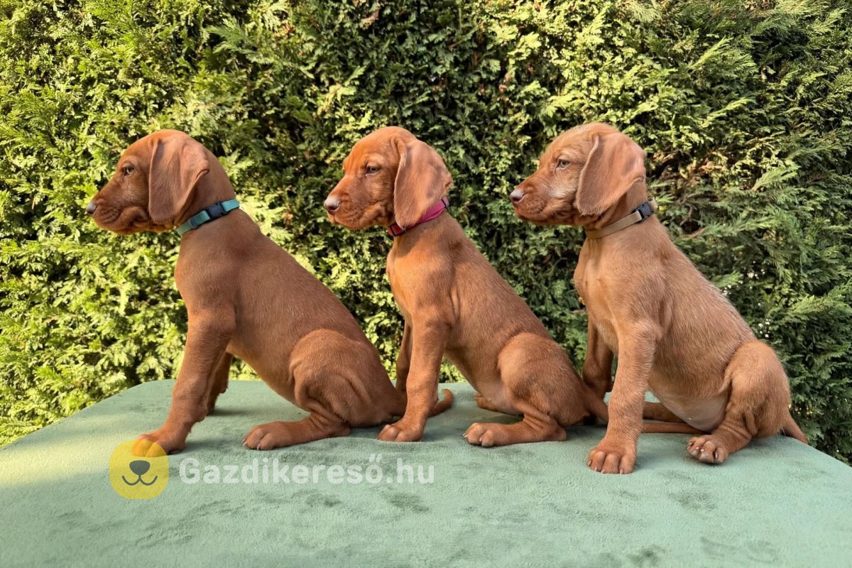Magyar drótszőrű vizsla kölyökkutyák eladók