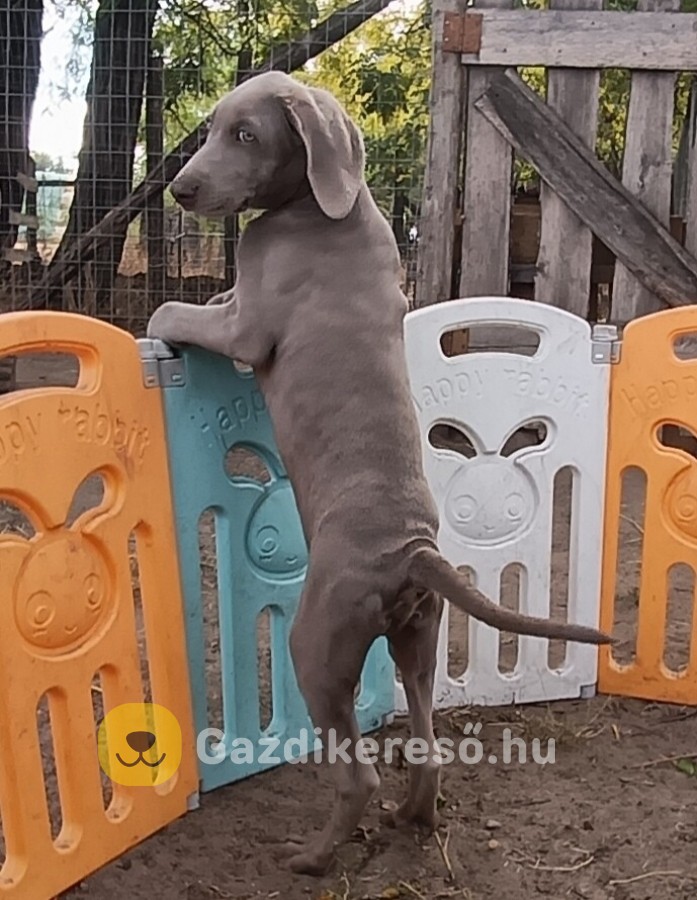 Weimári vizsla