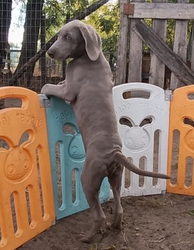 Weimári vizsla