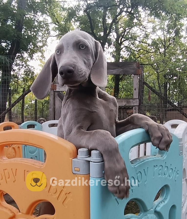 Weimári vizsla