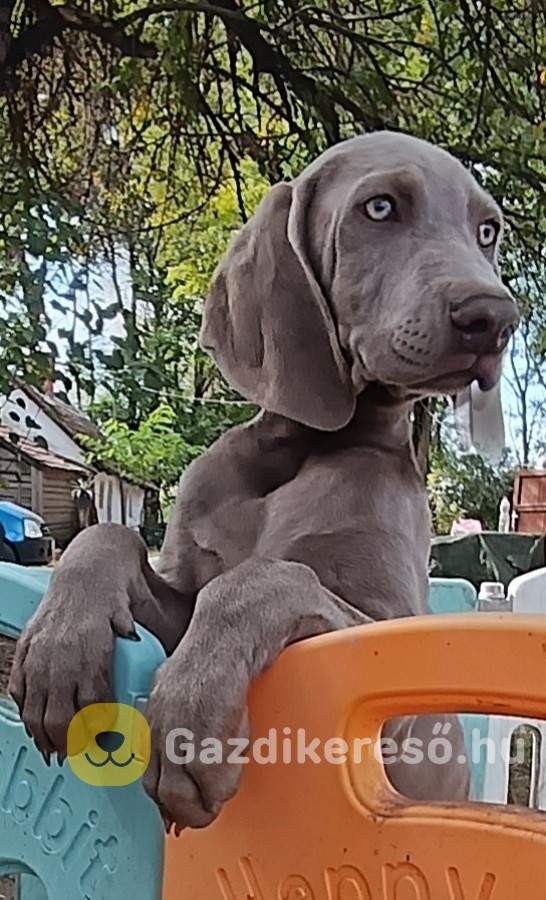 Weimári vizsla