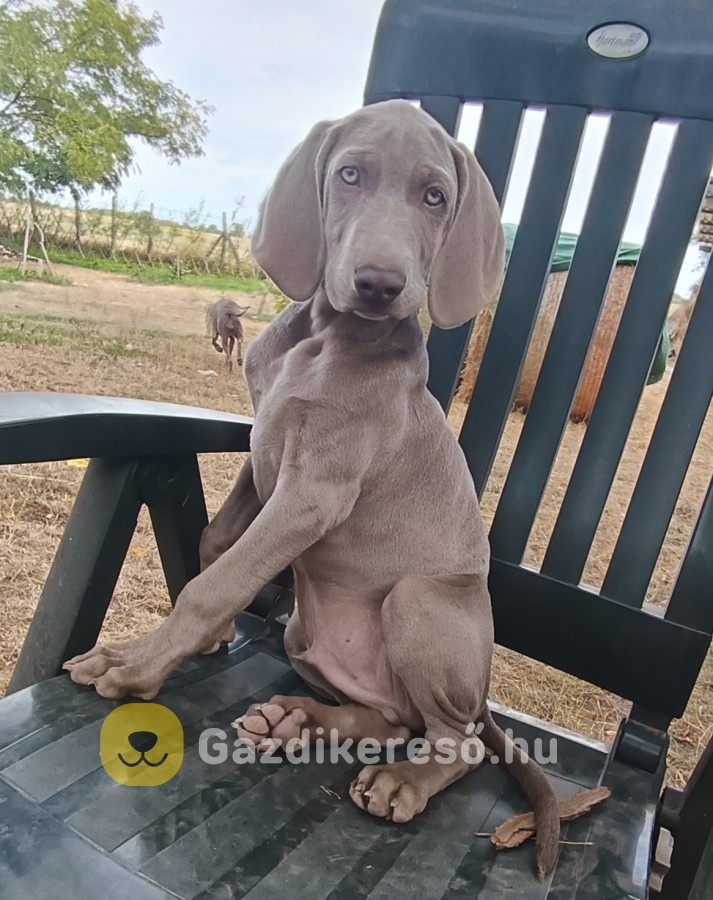 Weimári vizsla
