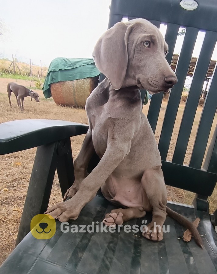 Weimári vizsla