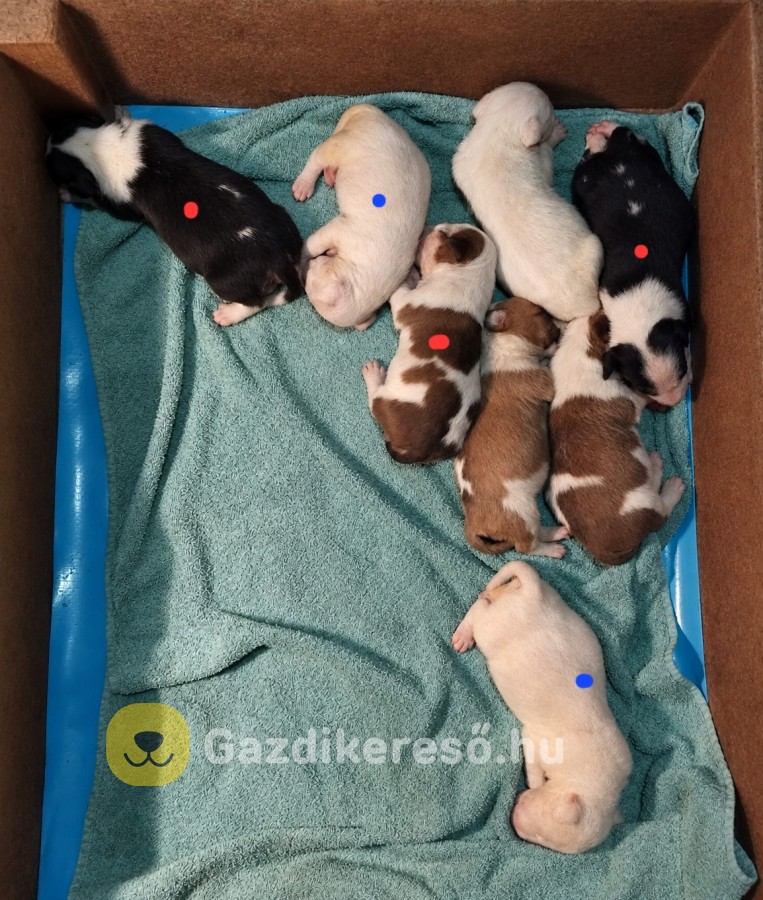 Bullterrier Bullterrier