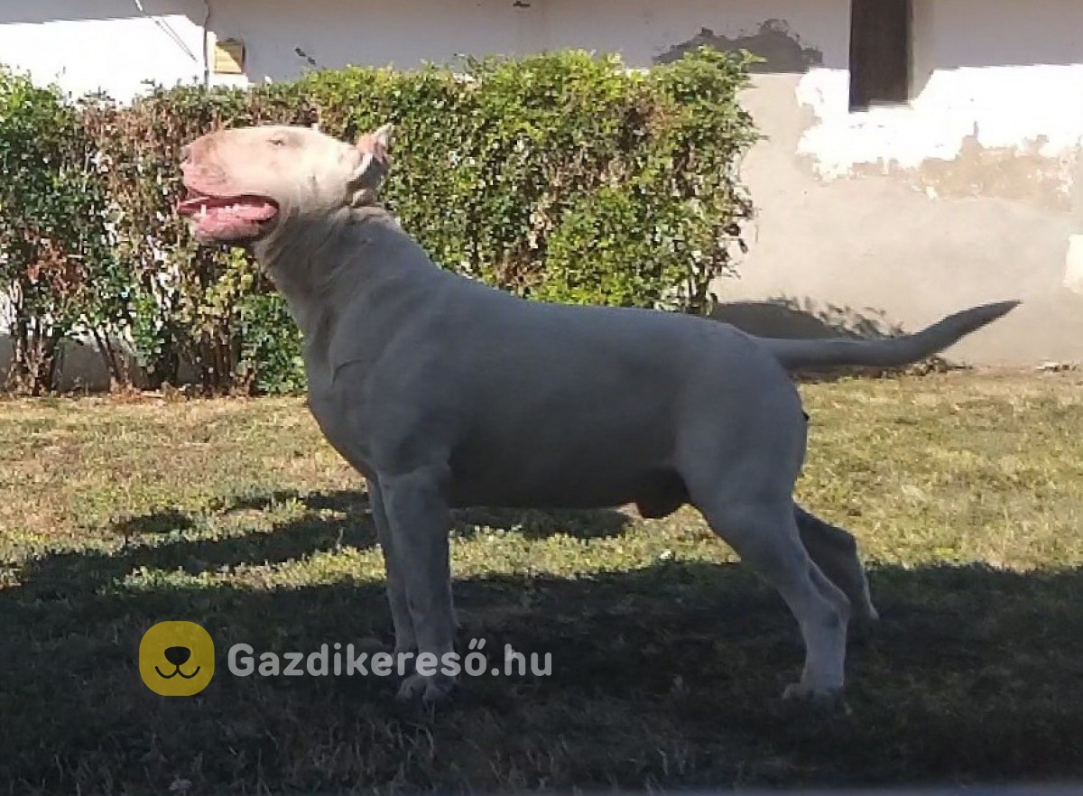 Bullterrier Bullterrier