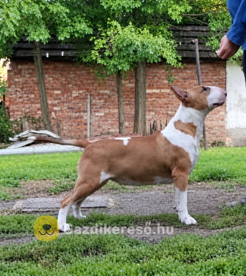Bullterrier Bullterrier