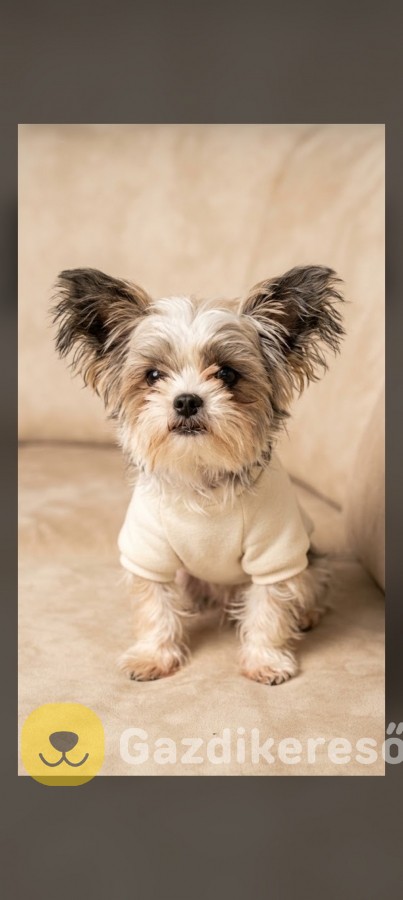 Yorki terrier Yorki terrier