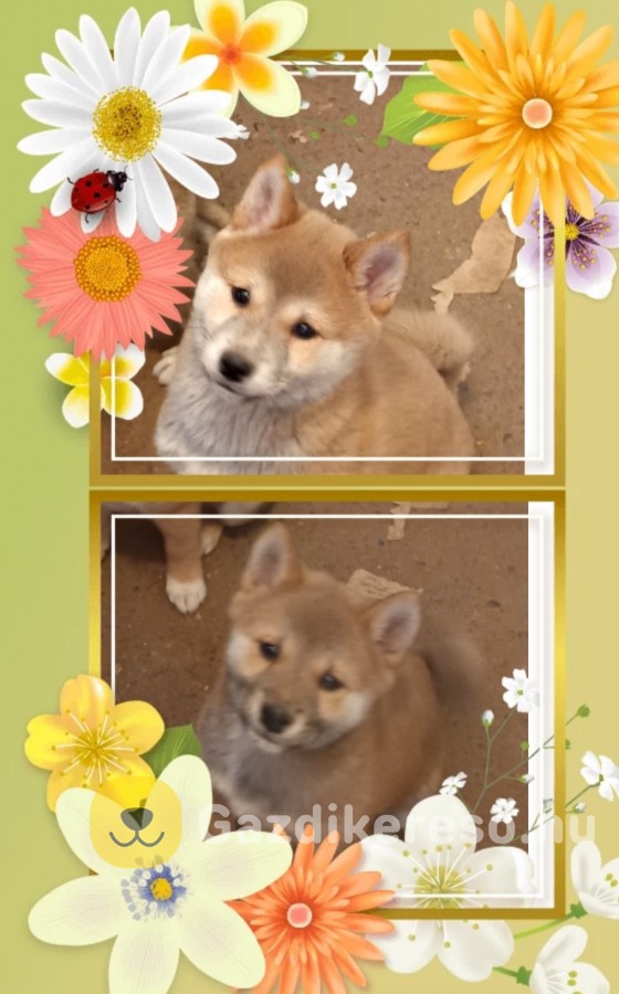 Shiba inu Shiba inu