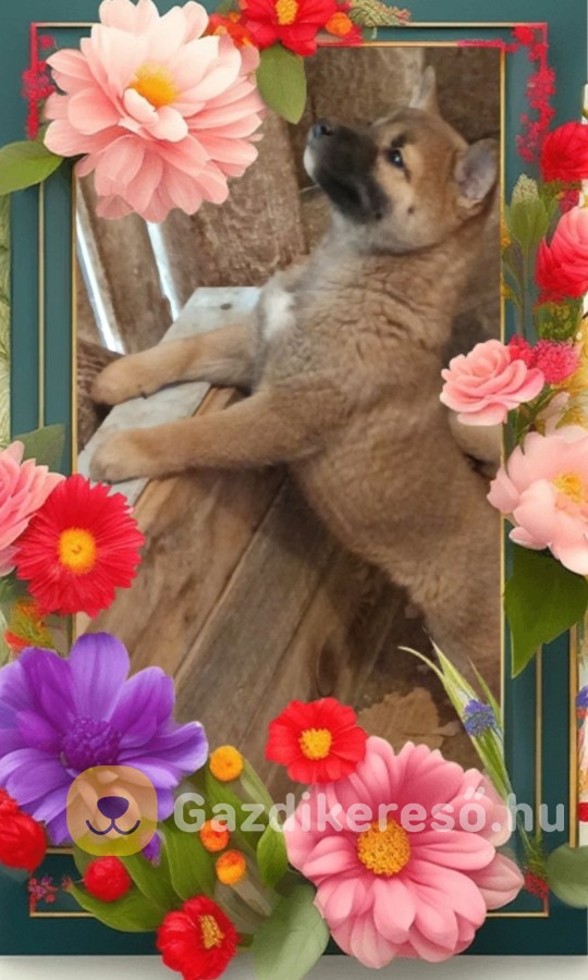 Shiba inu Shiba inu