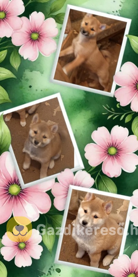 Shiba inu Shiba inu