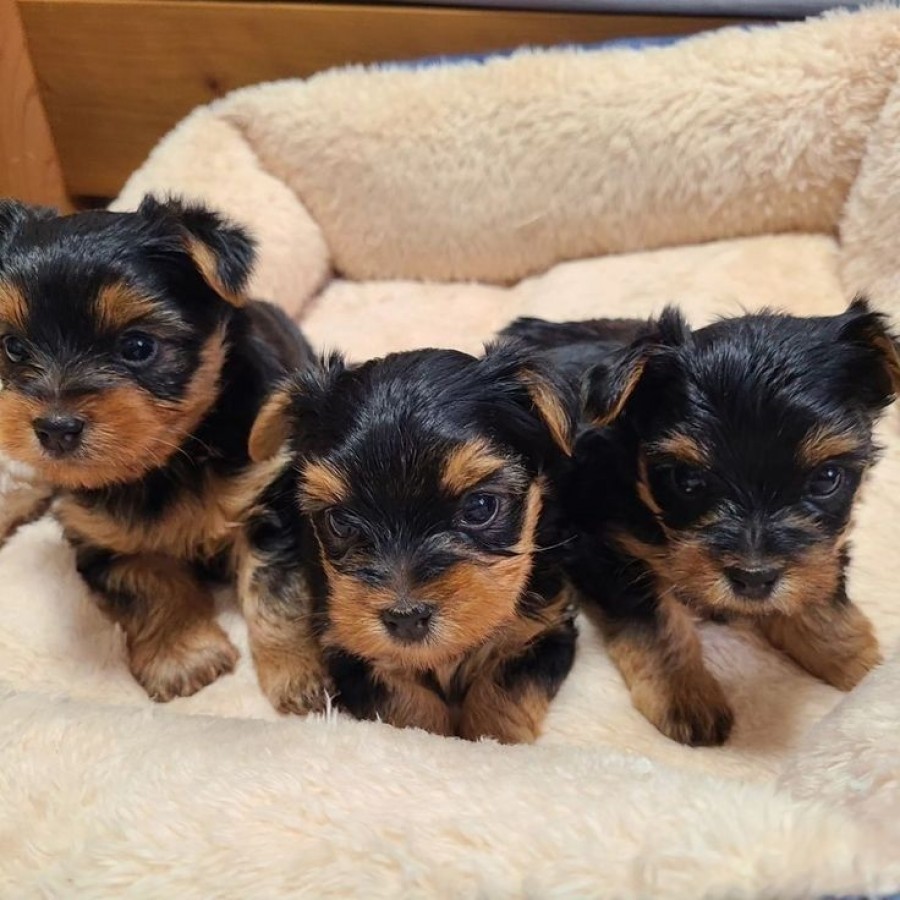 Yorkshire terrier kölyök 