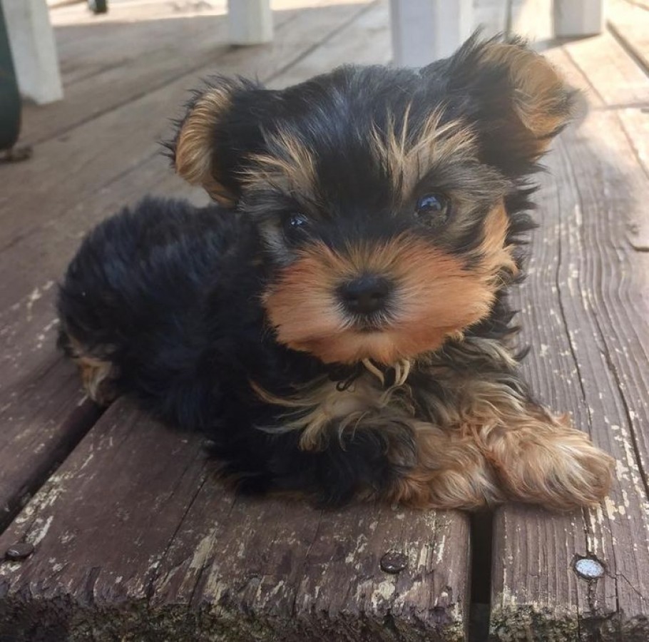 Yorki terrier 