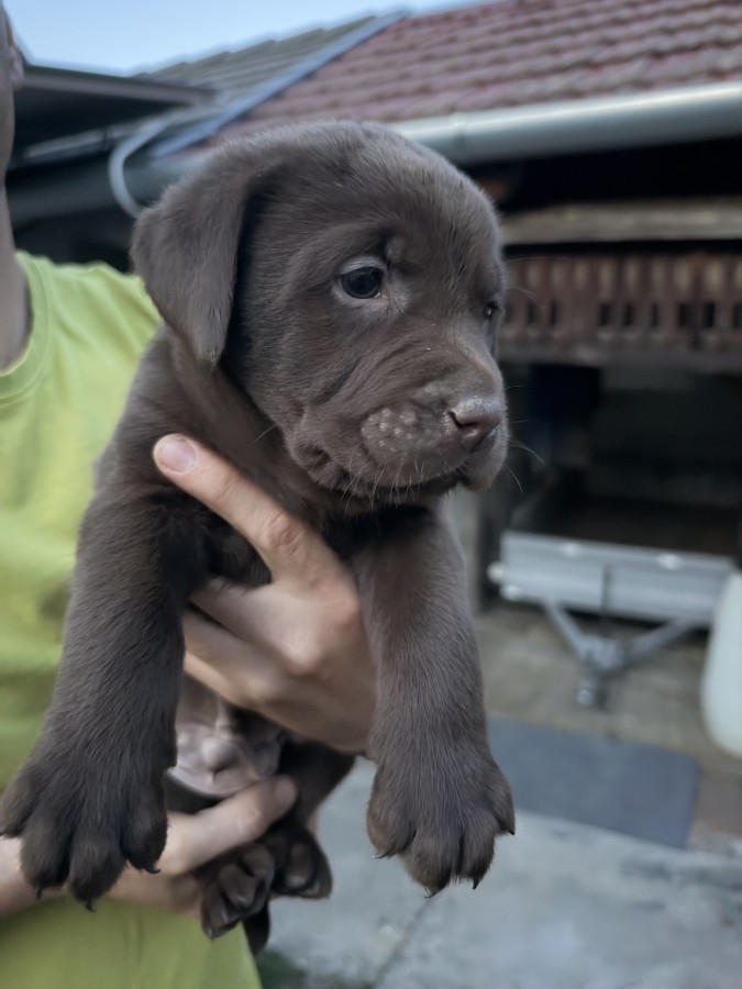 labrador kölykök