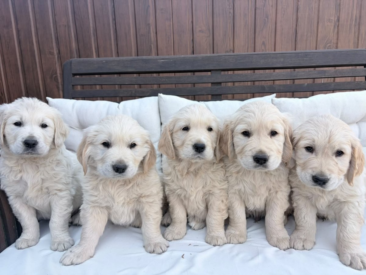  Golden retriever kutyusok