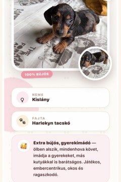 Harlekyn tacskó 
