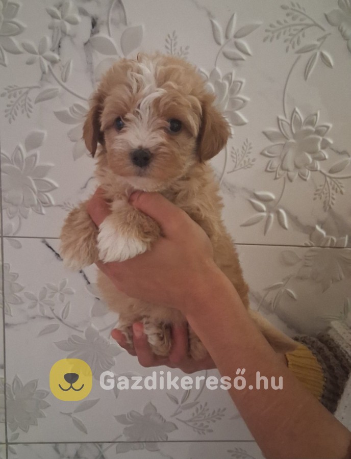 Maltipoo kislány