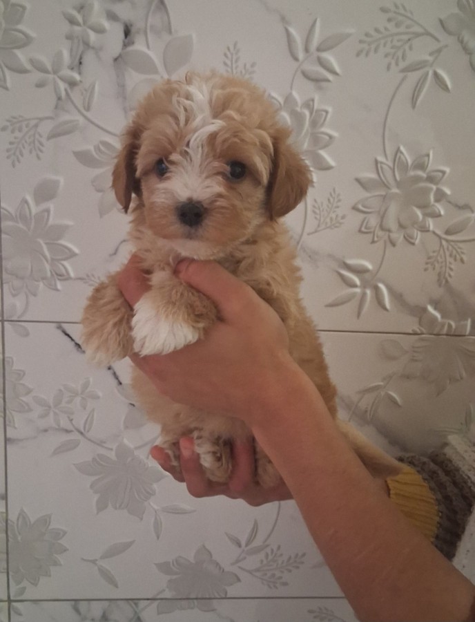 Maltipoo kislány