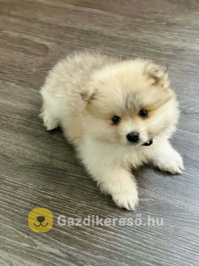 Pomerániai törpe spitz 