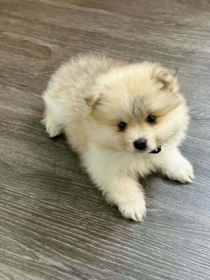 Pomerániai törpe spitz 