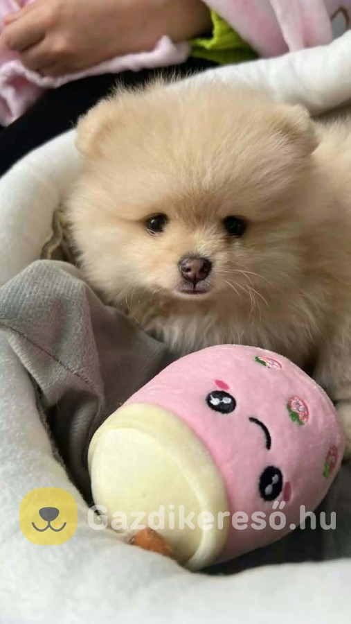 Pomerániai törpe spitz 