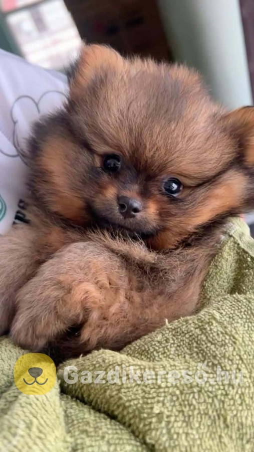 Pomerániai törpe spitz 