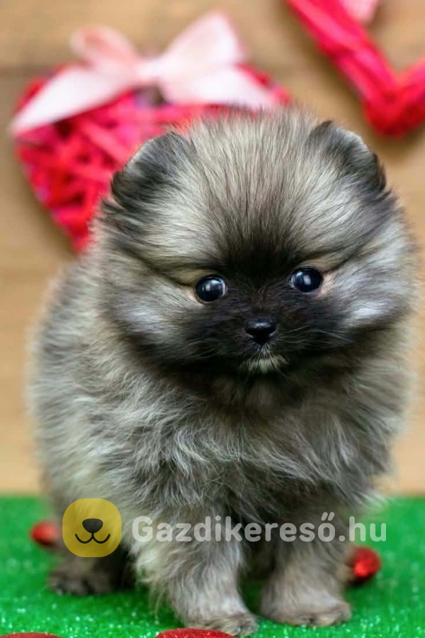 Pomerániai törpe spitz 